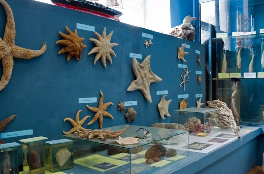Музеи Керчи. Коллекция морских звезд в музее морской флоры и фауны.